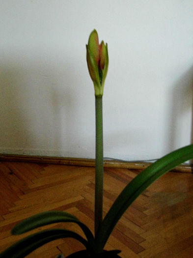 IMG_0019 - Amaryllis