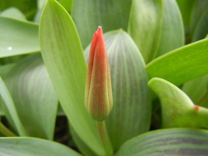 Tulipa Pinocchio (2013, April 08) - Tulipa Pinocchio