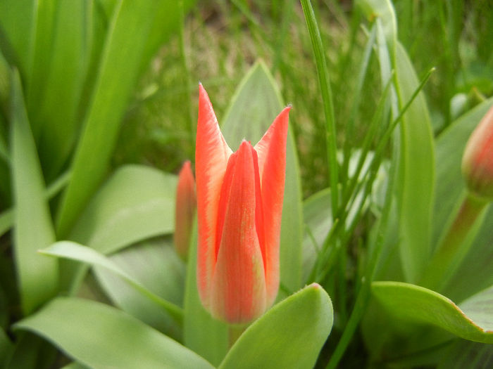 Tulipa Pinocchio (2013, April 09) - Tulipa Pinocchio