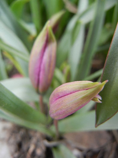 Tulipa pulchella Violacea (2013, April 09) - Tulipa Pulchella Violacea