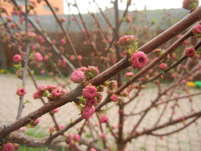 Prunus triloba (2013, April 09)