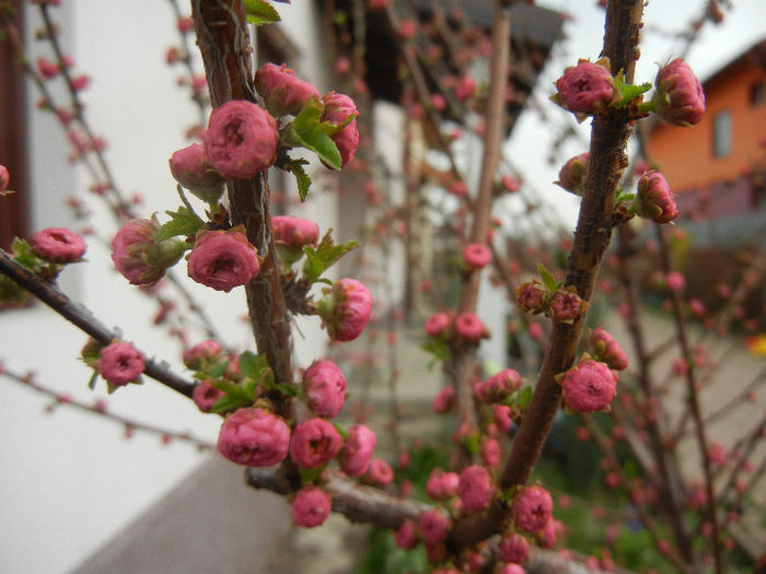 Prunus triloba (2013, April 09)