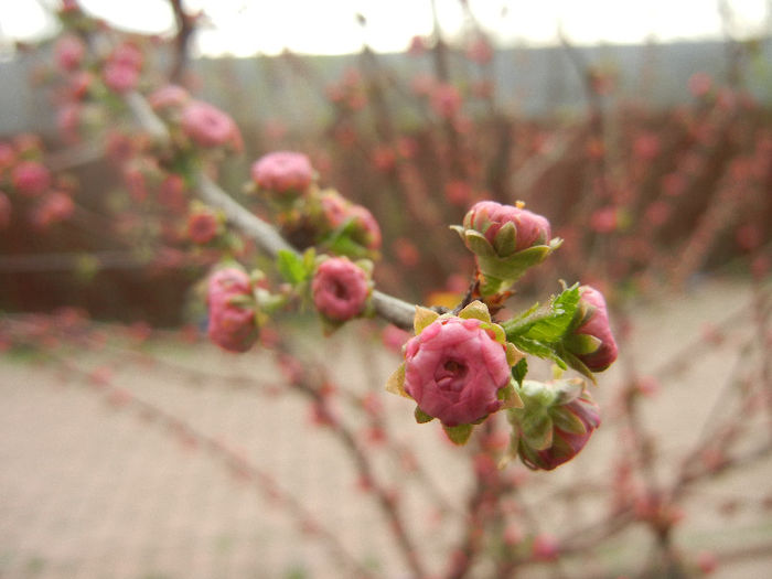 Prunus triloba (2013, April 09)
