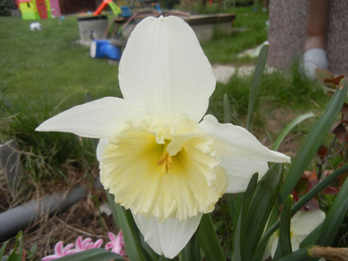 Narcissus Ice Follies (2013, April 09)