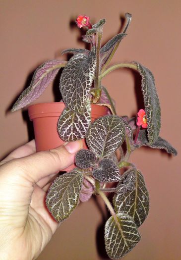 Episcia Tiger Stripe - Gesneriaceae