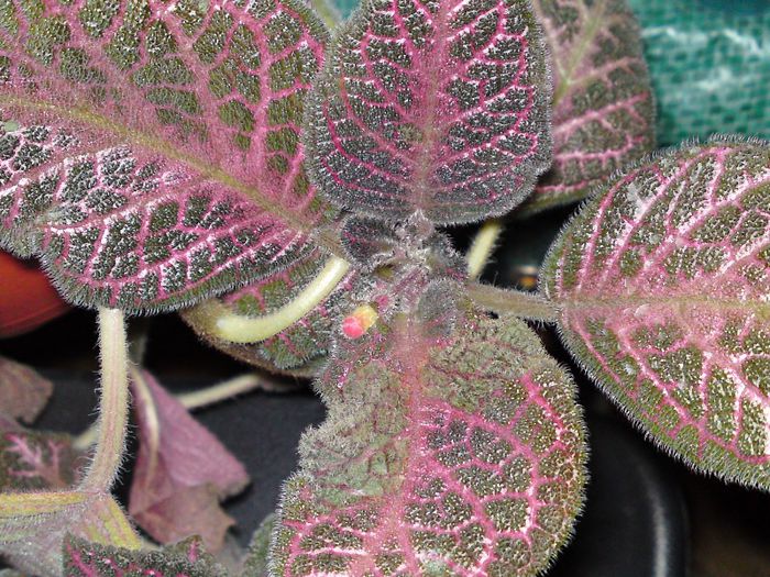 Episcia Kee Wee - Gesneriaceae