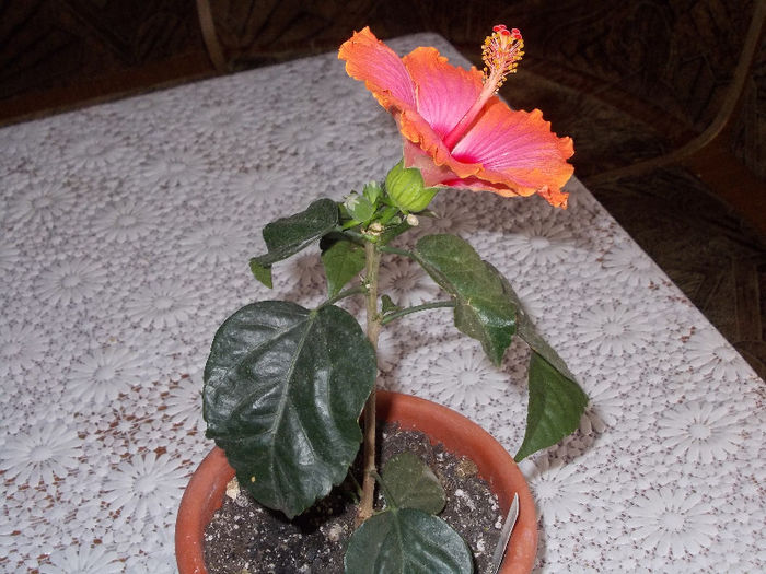 DSCN7858_3329 - Florile mele