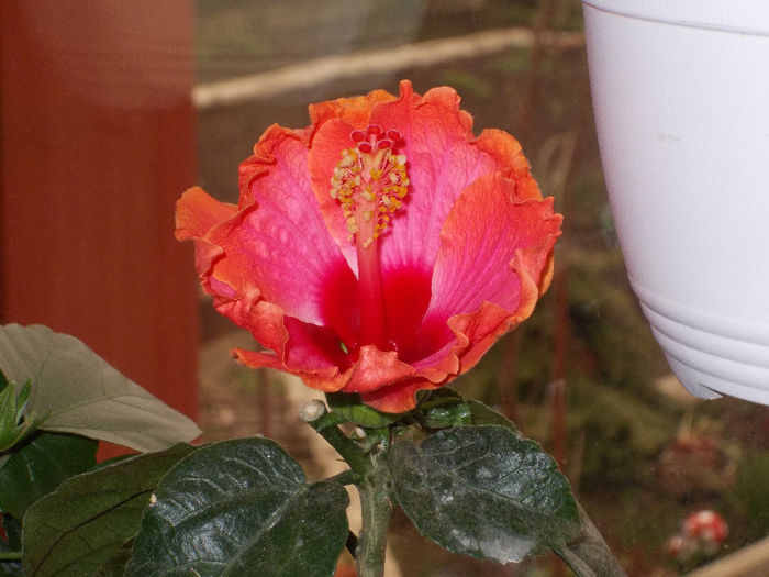 DSCN7851_3322 - Florile mele