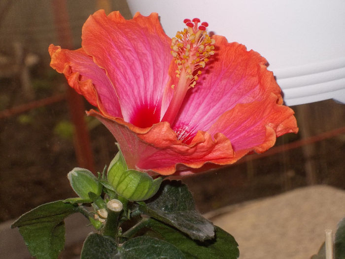 mai am si alti bobocei... - Florile mele