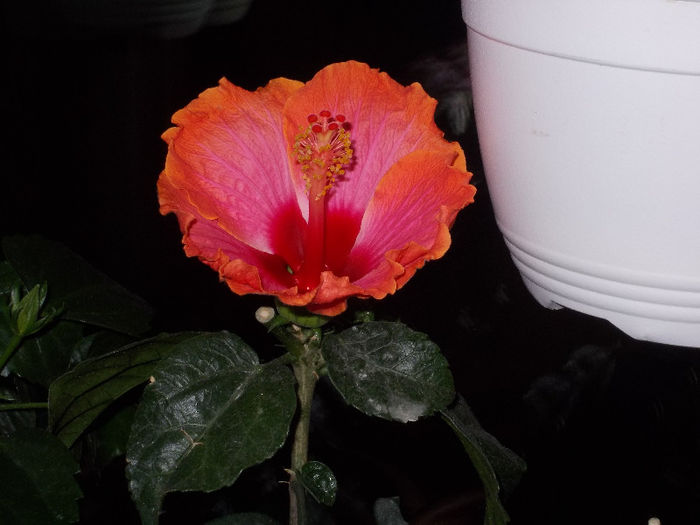 DSCN7855_3326 - Florile mele