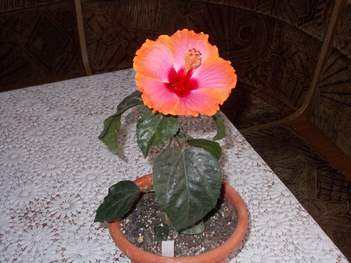 DSCN7857_3328 - Florile mele