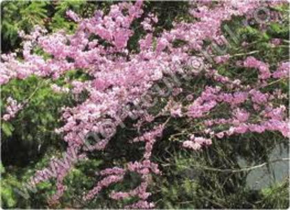 Cercis siliquastrum - VAND_CERCIS_SILIQUASTRUM