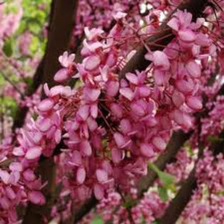 Cercis siliquASTRUM 2 - VAND_CERCIS_SILIQUASTRUM