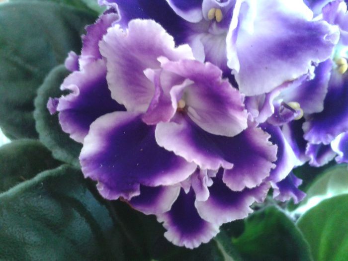 20130408_134230 - violete de parma