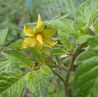 tomate - PLANTE EFICIENTE CONTRA DAUNATORILOR