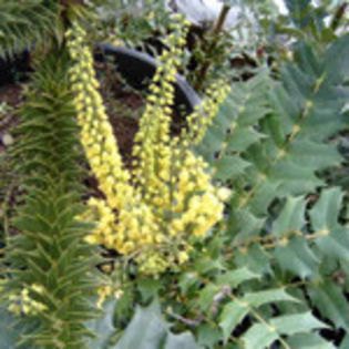 mahonia