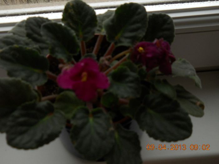 009 - APRILIE 2013