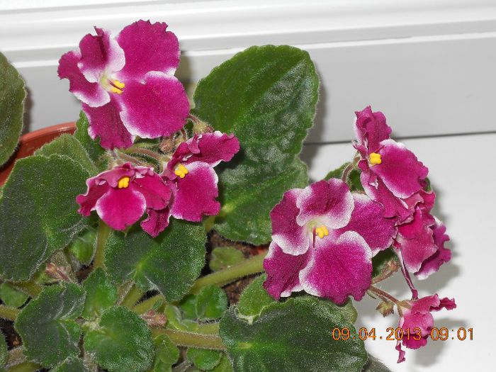 006 - VIOLETE 2013
