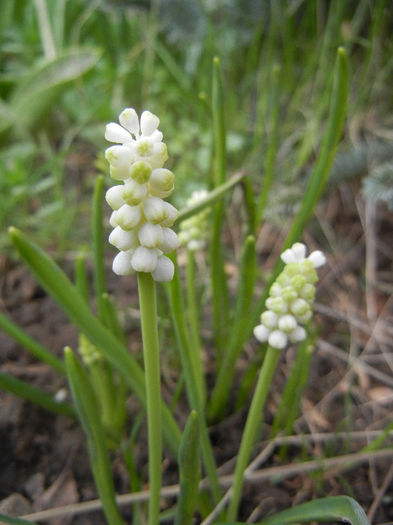 Muscari botryoides Album (2013, Apr.09)