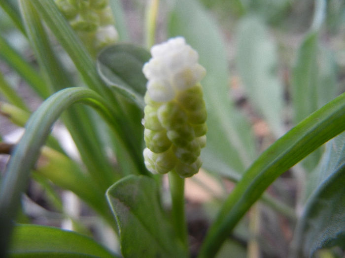 Muscari botryoides Album (2013, Apr.09)