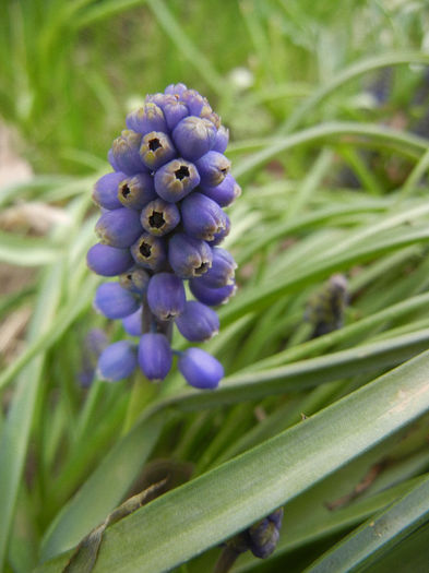 Muscari armeniacum (2013, April 09)