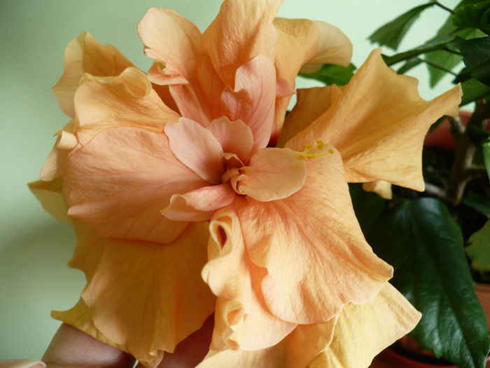 P1420668 - hibiscusi 2013