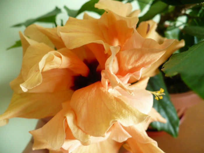 P1420669 - hibiscusi 2013