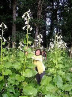 Giant Yunnan Lily