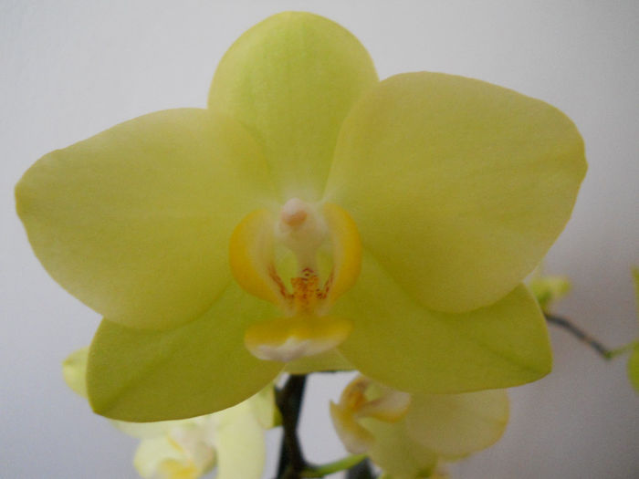 DSCN3728 - phalaeonopsis 10 aprilie 2013