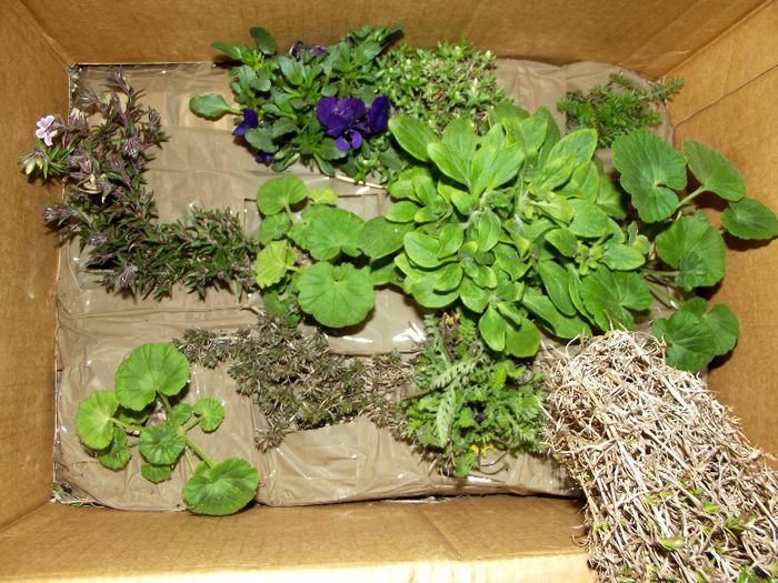 achizitie plant shop - Flori 2013