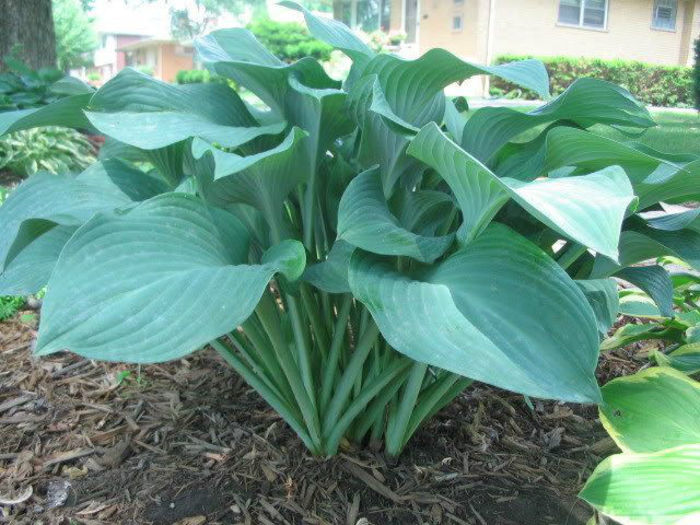 blue green hosta gigant