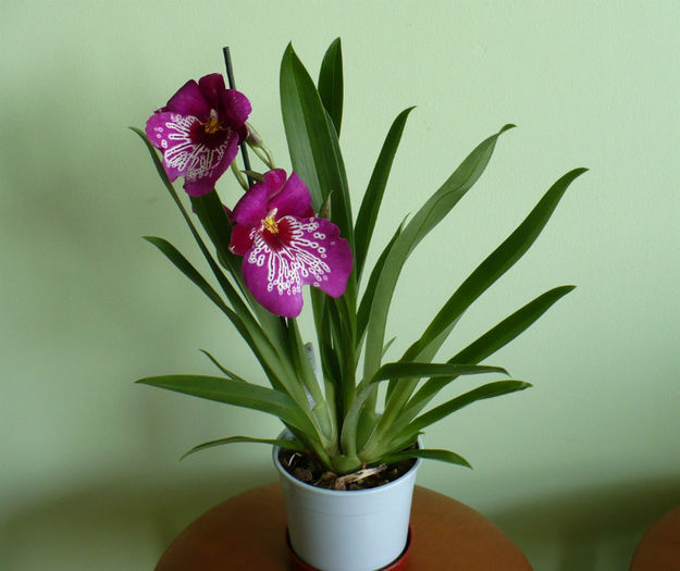 P1420692 - Orhidee 2013