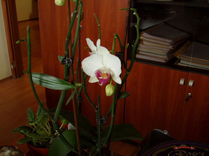 Orhidee pt MEME, la birou - 0011 ORHIDEE 2013
