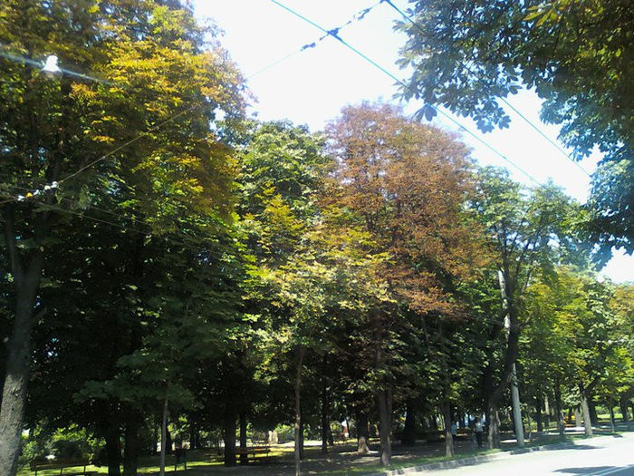 La inceput de iulie castanii de pe Bulevard incep sa-si schimbe coloritul