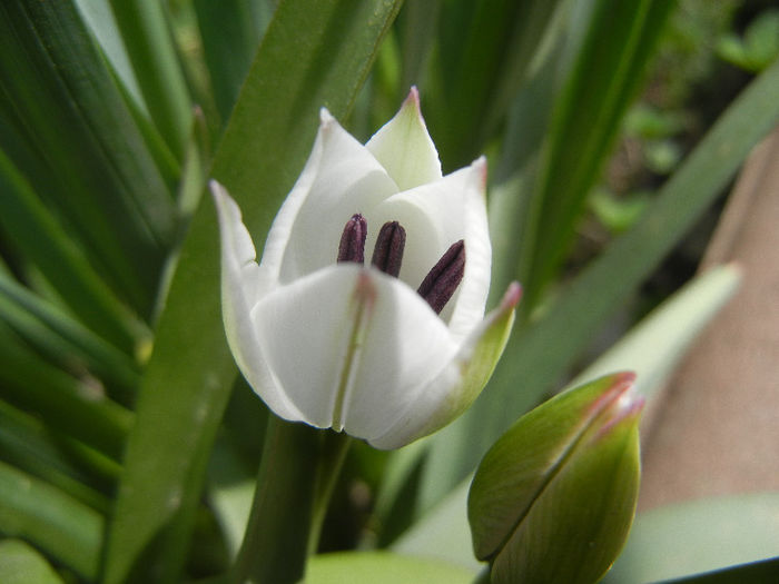 Tulip Alba Coerulea Oculata (2013, Apr.10)