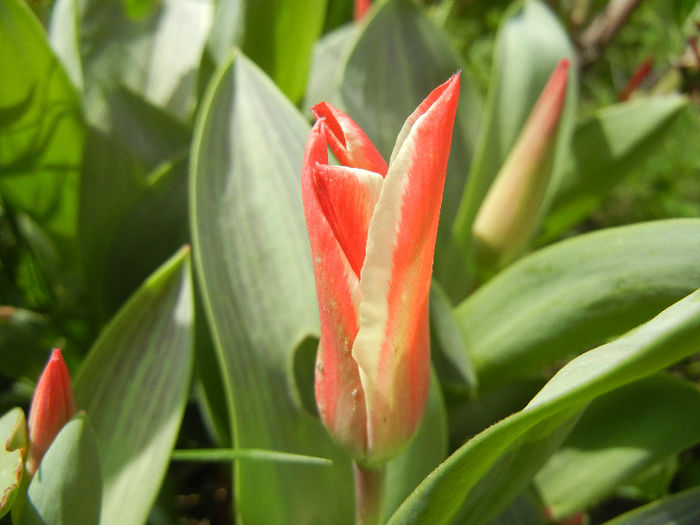 Tulipa Pinocchio (2013, April 10)