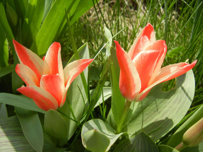 Tulipa Pinocchio (2013, April 10)