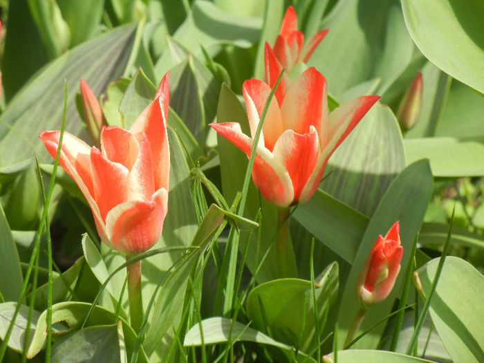 Tulipa Pinocchio (2013, April 10) - Tulipa Pinocchio