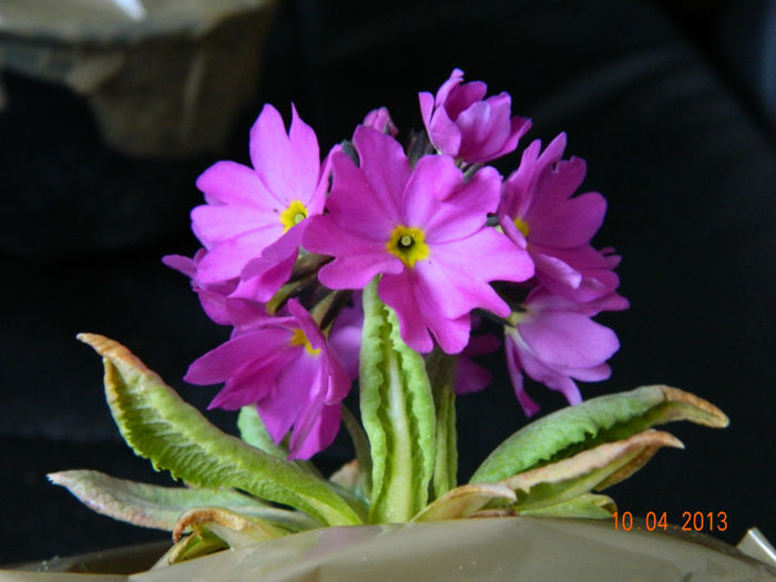 primula-denticulata-rubin - PLANT-SHOP