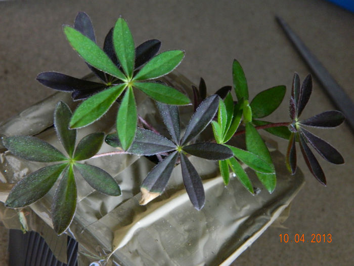 lupinus-polyphyllus-russell-hybrids - PLANT-SHOP