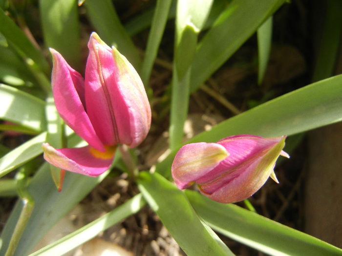 Tulipa pulchella Violacea (2013, April 10) - Tulipa Pulchella Violacea