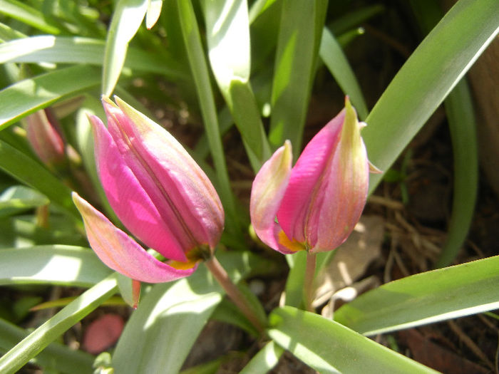 Tulipa pulchella Violacea (2013, April 10)