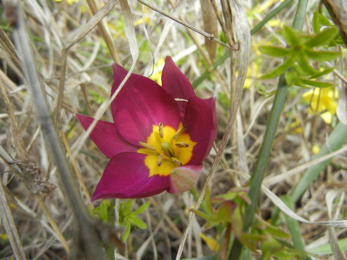 Tulipa Persian Pearl (2013, April 10) Tulipa Persian Pearl (2013, April 10)