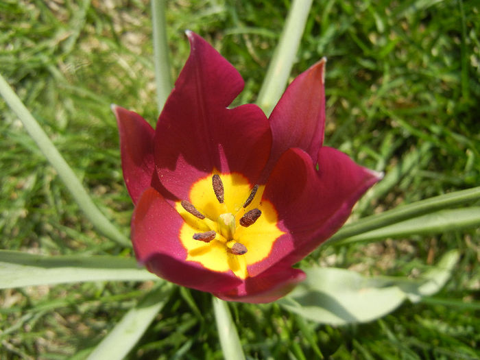 Tulipa Persian Pearl (2013, April 10) Tulipa Persian Pearl (2013, April 10)