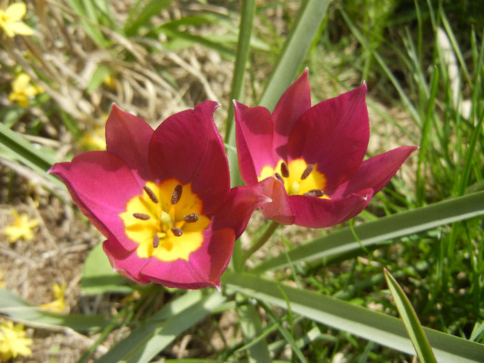 Tulipa Persian Pearl (2013, April 10) Tulipa Persian Pearl (2013, April 10)