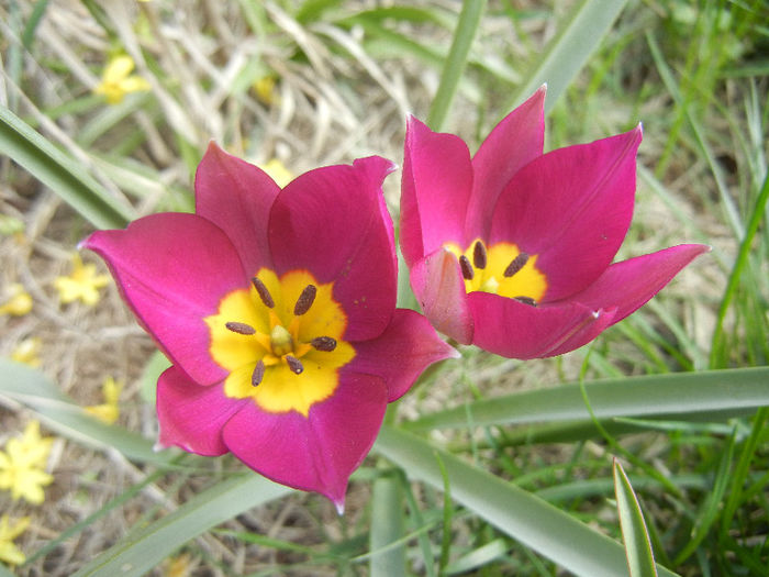 Tulipa Persian Pearl (2013, April 10) Tulipa Persian Pearl (2013, April 10)