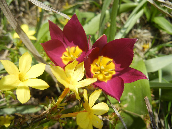 Tulipa Persian Pearl (2013, April 10) Tulipa Persian Pearl (2013, April 10)