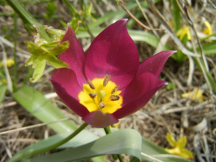 Tulipa Persian Pearl (2013, April 10)