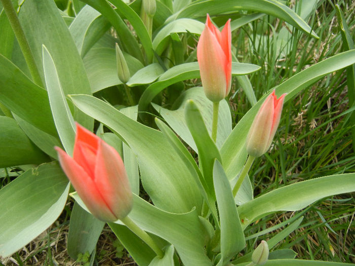 Tulipa Toronto (2013, April 09) - Tulipa Toronto