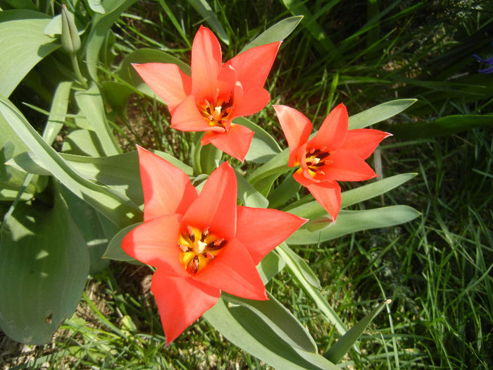 Tulipa Toronto (2013, April 10)